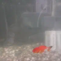 ۵ عدد ماهی  بزرگ، متوسط ،کوچک