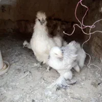 جوجه