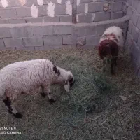 دوراس بره نر و ماده