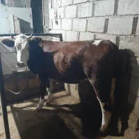 حیوانات
