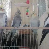 عروس هلندی