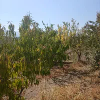 ۳۰۰۰ باغ با اتاق وسرویس|فروش دفتر صنعتی، کشاورزی، تجاری|سامان, |دیوار