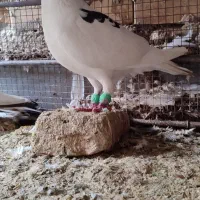 پرنده|پرنده|شوشتر, |دیوار