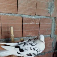 کبوتر تکپر‌|پرنده|مینودشت, |دیوار