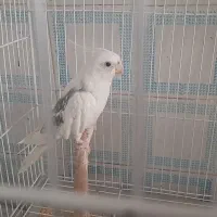 عروس هلندی نر دوکت معاوضه با بوقلمون ماده|پرنده|زابل, |دیوار