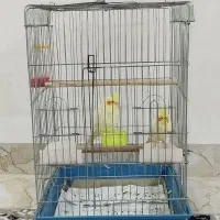 جفت عروس هلندی دستی|پرنده|مهاباد (آذربایجان غربی), |دیوار