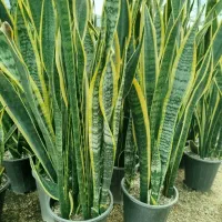 گل گیاه طبیعی