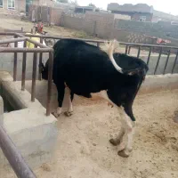 4 ماه ضمانتی آبستن می باشد 7کیلوشیر|حیوانات مزرعه|فیروزآباد (آذربایجان), |دیوار