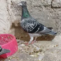 کفتر صید نر