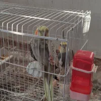 عروس هلندی|پرنده|سپیدار, |دیوار