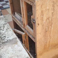 قفس دو طبقه
