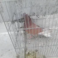 کفتر نر سرخ|پرنده|نجف‌آباد, یزدانشهر|دیوار