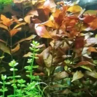 بستر دست ساز مخصوص گیاه اکواریوم