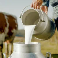 شیرمحلی تازه