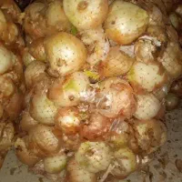 پیاز دامی مناسب مصرف گوسفندی