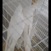 عروس هلندی البینو مولد