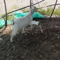 کهره ماده عالی برا داشت