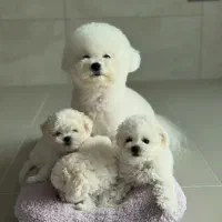 سگ توله بیچون فرایز ۲ ماهه خالص با مدارک