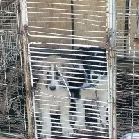 سگ  قدرجونی|سگ|مسجد سلیمان, |دیوار