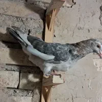 کفتر جوجه سار سرور طوق زرد پرشی زاغ کرباتی صید|پرنده|مشهد, شفا|دیوار