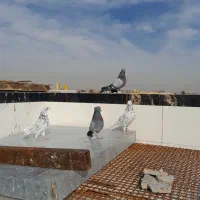 کبوتر اصفهانی