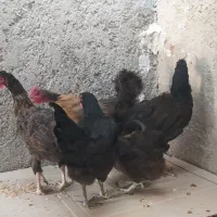 معامله با کبوتر شهرستان دشتی|پرنده|خورموج, |دیوار