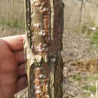 نهال صنوبر اصلاح شده