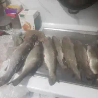 ماهیگری قزل طعمه کرم خاکی وبرای انواع ماهیگیری