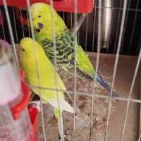 مرغ عشق انگلیسی مولد