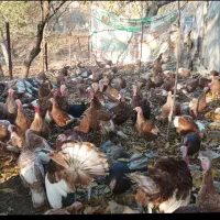 بوقلمون بوربون نر (قه ل سور)