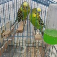 مرغ عشق سرحال