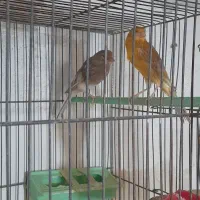 پرنده..قناری