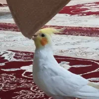 عروس هلندی گم شده کوی مهر