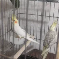 عروس هلندی جفت مولد