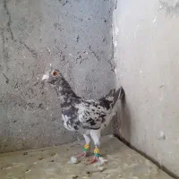 کفتر بمب