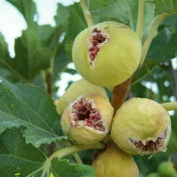 پیش فروش نهال انجیر استهبان