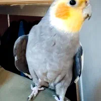 عروس هلندی نر سخنگو