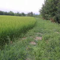 فروش-شالیزار-سنتی-18000-متری