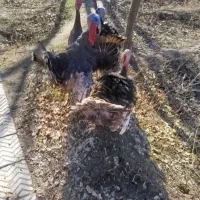 بوقلمون بومی وزن دار