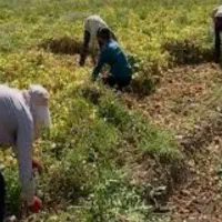 اکیپ برای چیدن لوبیا