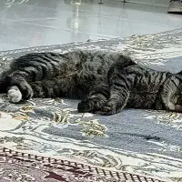 گربه واگذاری رایگان