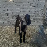 چبش پاکستانی