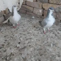 کبوتر بدرنگ ماده وخوشرنگ ماده به شرط|پرنده|دشتابی, |دیوار