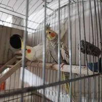 جوجه عروس هلندی لوتینو رنگ خاص سرلاکی وبالغ خانگی