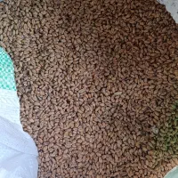 بذر گندم اوکیلد