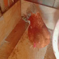 مرغ با7 عددجوجه تازه ازتخم دراومدن