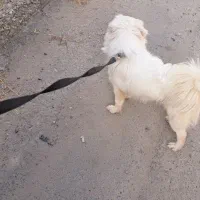 واگذاری . اشپتز پامر . واکسن زده