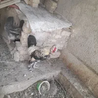 خروس سلطان