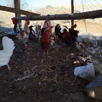 فروش مرغ خروس نیمچه جوجه گلین اصیل|حیوانات مزرعه|اردبیل, |دیوار