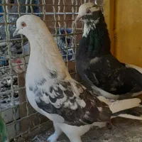 کفتر پرشی